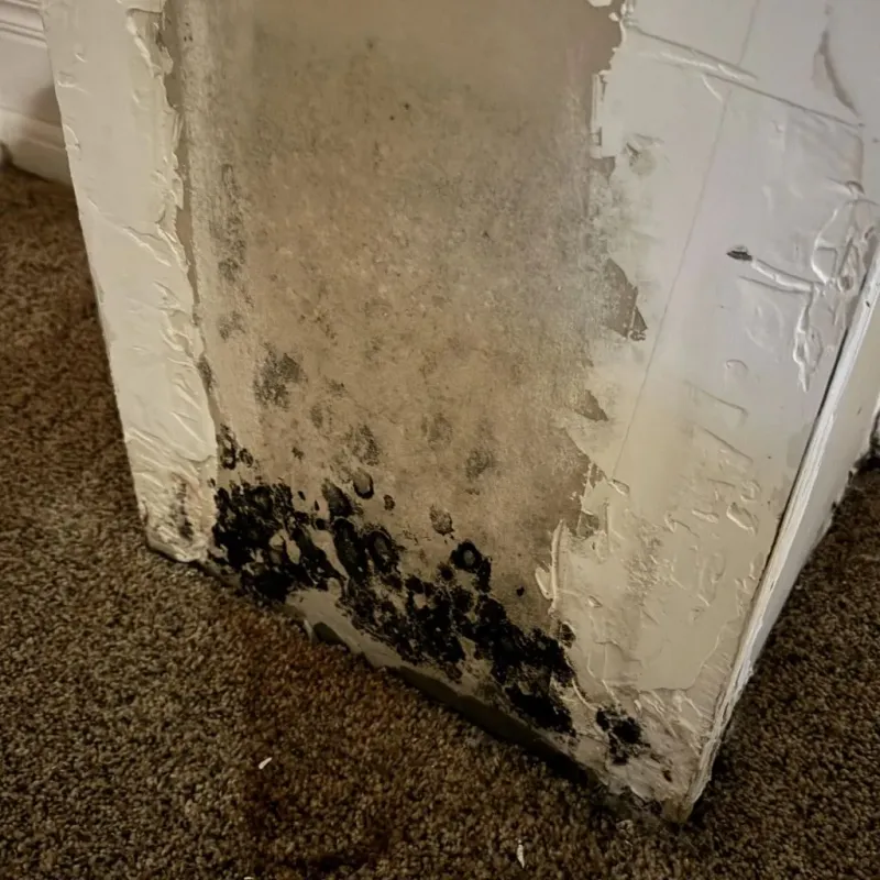 Professional Mold Removal in Wellington, OH